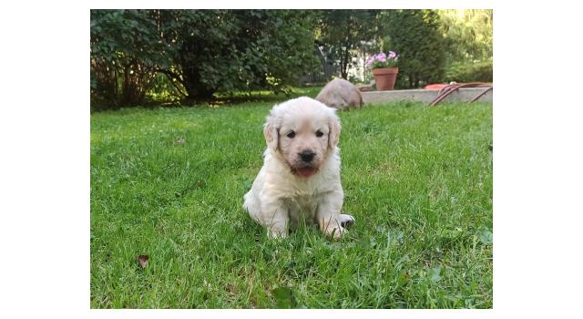 Щенки папийона (папильона) в питомнике Бон Плезир Щенки папийона (папильона) в питомнике Бон Плезир