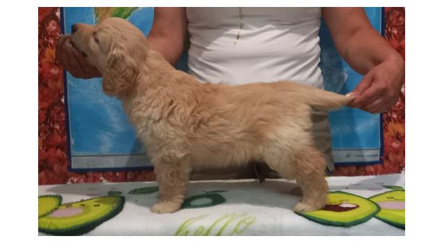 Щенки папийона (папильона) в питомнике Бон Плезир Щенки папийона (папильона) в питомнике Бон Плезир