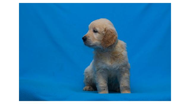 Щенки папийона (папильона) в питомнике Бон Плезир Щенки папийона (папильона) в питомнике Бон Плезир