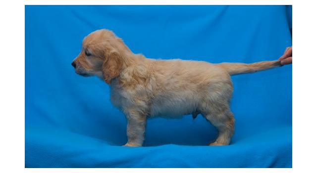 Щенки папийона (папильона) в питомнике Бон Плезир Щенки папийона (папильона) в питомнике Бон Плезир