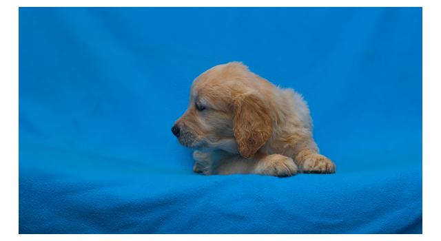Щенки папийона (папильона) в питомнике Бон Плезир Щенки папийона (папильона) в питомнике Бон Плезир