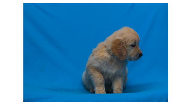Щенки папийона (папильона) в питомнике Бон Плезир Щенки папийона (папильона) в питомнике Бон Плезир