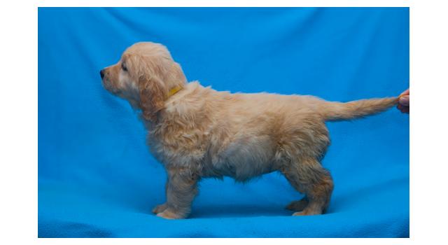 Щенки папийона (папильона) в питомнике Бон Плезир Щенки папийона (папильона) в питомнике Бон Плезир