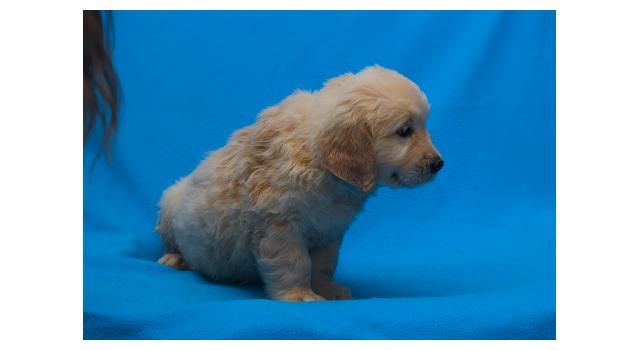 Щенки папийона (папильона) в питомнике Бон Плезир Щенки папийона (папильона) в питомнике Бон Плезир