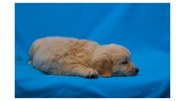 Щенки папийона (папильона) в питомнике Бон Плезир Щенки папийона (папильона) в питомнике Бон Плезир