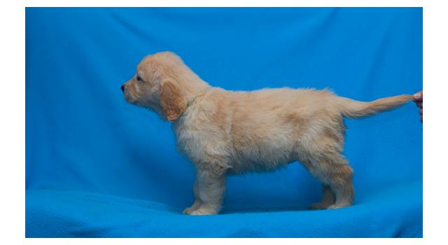 Щенки папийона (папильона) в питомнике Бон Плезир Щенки папийона (папильона) в питомнике Бон Плезир