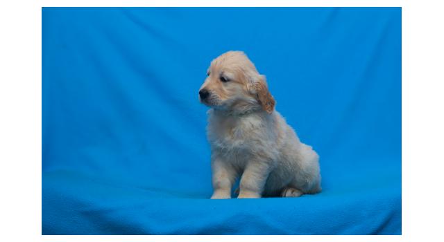 Щенки папийона (папильона) в питомнике Бон Плезир Щенки папийона (папильона) в питомнике Бон Плезир