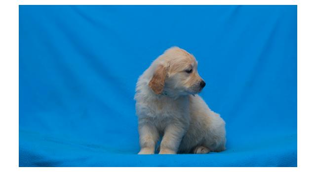 Щенки папийона (папильона) в питомнике Бон Плезир Щенки папийона (папильона) в питомнике Бон Плезир