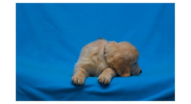 Щенки папийона (папильона) в питомнике Бон Плезир Щенки папийона (папильона) в питомнике Бон Плезир