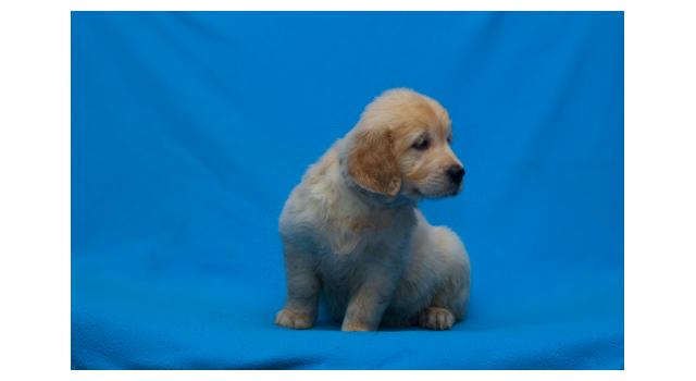 Щенки папийона (папильона) в питомнике Бон Плезир Щенки папийона (папильона) в питомнике Бон Плезир