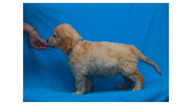 Щенки папийона (папильона) в питомнике Бон Плезир Щенки папийона (папильона) в питомнике Бон Плезир