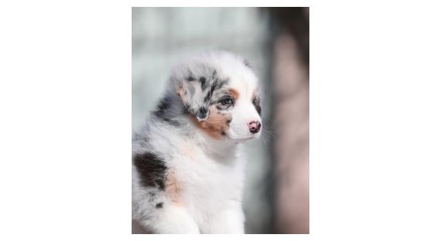 Щенки папийона (папильона) в питомнике Бон Плезир Щенки папийона (папильона) в питомнике Бон Плезир