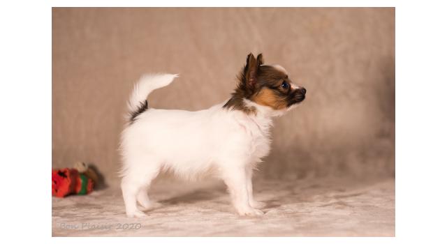 Щенки папийона (папильона) в питомнике Бон Плезир Щенки папийона (папильона) в питомнике Бон Плезир