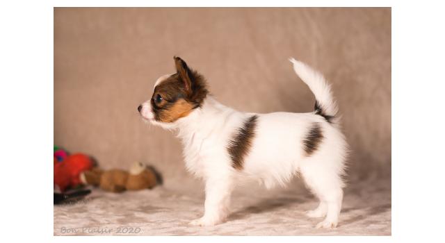 Щенки папийона (папильона) в питомнике Бон Плезир Щенки папийона (папильона) в питомнике Бон Плезир