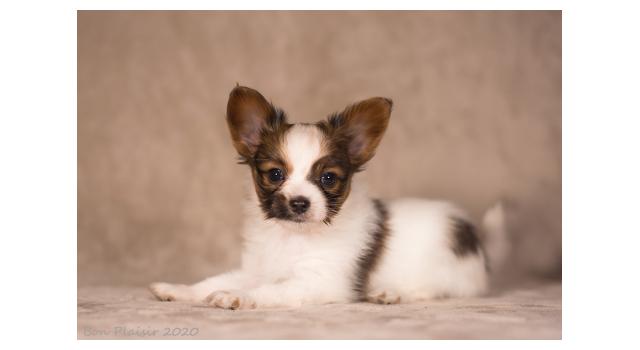Щенки папийона (папильона) в питомнике Бон Плезир Щенки папийона (папильона) в питомнике Бон Плезир