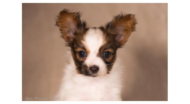 Щенки папийона (папильона) в питомнике Бон Плезир Щенки папийона (папильона) в питомнике Бон Плезир