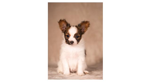 Щенки папийона (папильона) в питомнике Бон Плезир Щенки папийона (папильона) в питомнике Бон Плезир