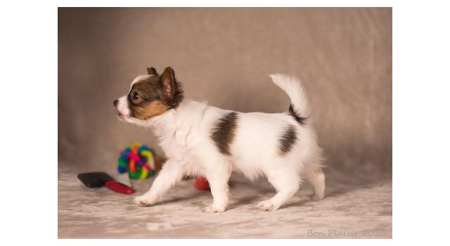 Щенки папийона (папильона) в питомнике Бон Плезир Щенки папийона (папильона) в питомнике Бон Плезир