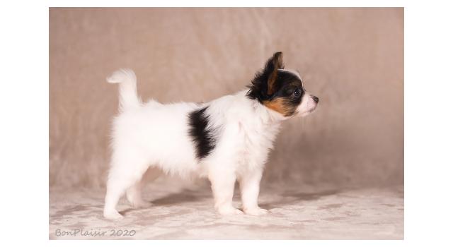 Щенки папийона (папильона) в питомнике Бон Плезир Щенки папийона (папильона) в питомнике Бон Плезир