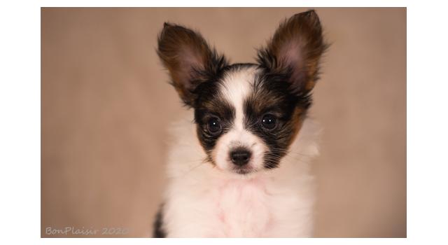 Щенки папийона (папильона) в питомнике Бон Плезир Щенки папийона (папильона) в питомнике Бон Плезир