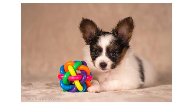 Щенки папийона (папильона) в питомнике Бон Плезир Щенки папийона (папильона) в питомнике Бон Плезир