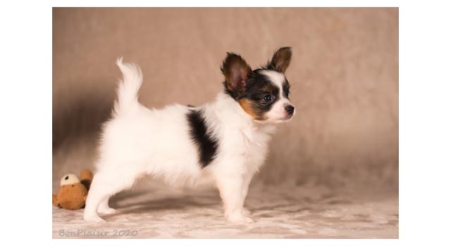 Щенки папийона (папильона) в питомнике Бон Плезир Щенки папийона (папильона) в питомнике Бон Плезир