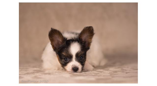 Щенки папийона (папильона) в питомнике Бон Плезир Щенки папийона (папильона) в питомнике Бон Плезир
