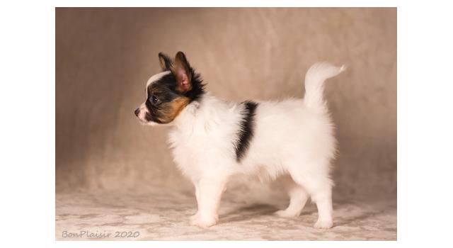 Щенки папийона (папильона) в питомнике Бон Плезир Щенки папийона (папильона) в питомнике Бон Плезир