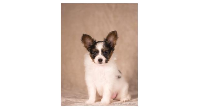 Щенки папийона (папильона) в питомнике Бон Плезир Щенки папийона (папильона) в питомнике Бон Плезир