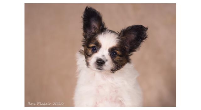 Щенки папийона (папильона) в питомнике Бон Плезир Щенки папийона (папильона) в питомнике Бон Плезир