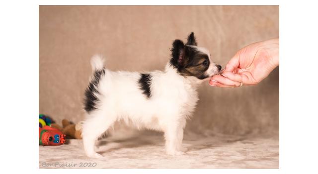 Щенки папийона (папильона) в питомнике Бон Плезир Щенки папийона (папильона) в питомнике Бон Плезир