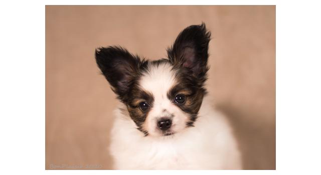Щенки папийона (папильона) в питомнике Бон Плезир Щенки папийона (папильона) в питомнике Бон Плезир