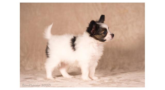 Щенки папийона (папильона) в питомнике Бон Плезир Щенки папийона (папильона) в питомнике Бон Плезир