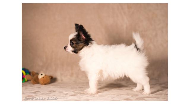 Щенки папийона (папильона) в питомнике Бон Плезир Щенки папийона (папильона) в питомнике Бон Плезир