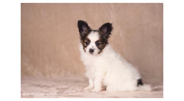 Щенки папийона (папильона) в питомнике Бон Плезир Щенки папийона (папильона) в питомнике Бон Плезир