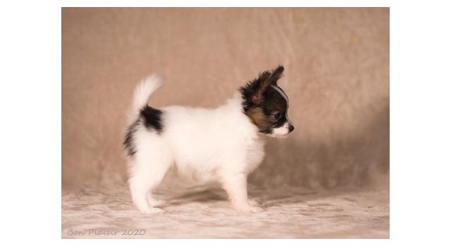 Щенки папийона (папильона) в питомнике Бон Плезир Щенки папийона (папильона) в питомнике Бон Плезир