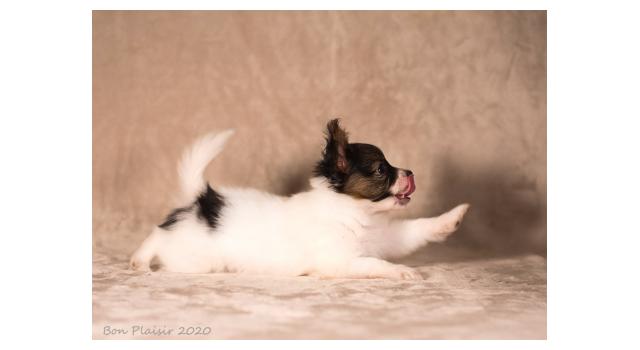 Щенки папийона (папильона) в питомнике Бон Плезир Щенки папийона (папильона) в питомнике Бон Плезир