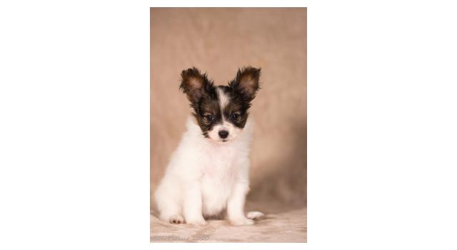 Щенки папийона (папильона) в питомнике Бон Плезир Щенки папийона (папильона) в питомнике Бон Плезир