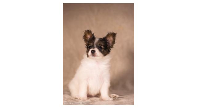 Щенки папийона (папильона) в питомнике Бон Плезир Щенки папийона (папильона) в питомнике Бон Плезир