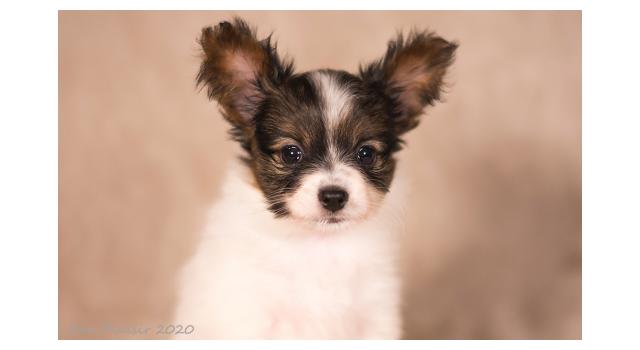 Щенки папийона (папильона) в питомнике Бон Плезир Щенки папийона (папильона) в питомнике Бон Плезир