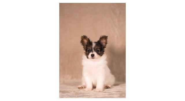 Щенки папийона (папильона) в питомнике Бон Плезир Щенки папийона (папильона) в питомнике Бон Плезир