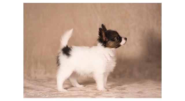 Щенки папийона (папильона) в питомнике Бон Плезир Щенки папийона (папильона) в питомнике Бон Плезир