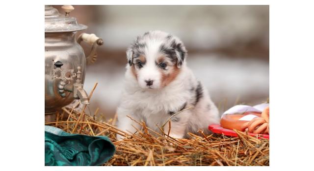 Щенки папийона (папильона) в питомнике Бон Плезир Щенки папийона (папильона) в питомнике Бон Плезир