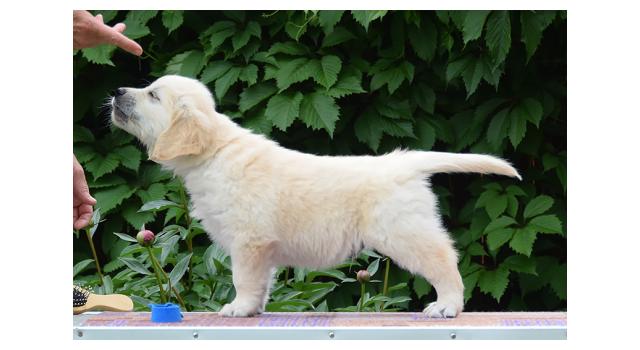 Щенки папийона (папильона) в питомнике Бон Плезир Щенки папийона (папильона) в питомнике Бон Плезир