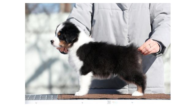 Щенки папийона (папильона) в питомнике Бон Плезир Щенки папийона (папильона) в питомнике Бон Плезир