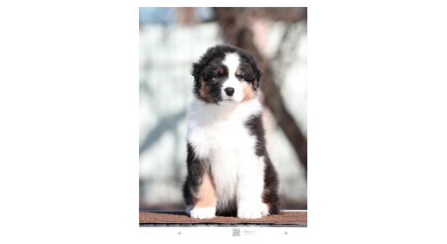 Щенки папийона (папильона) в питомнике Бон Плезир Щенки папийона (папильона) в питомнике Бон Плезир