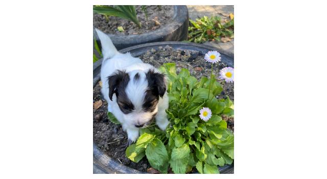 Щенки папийона (папильона) в питомнике Бон Плезир Щенки папийона (папильона) в питомнике Бон Плезир