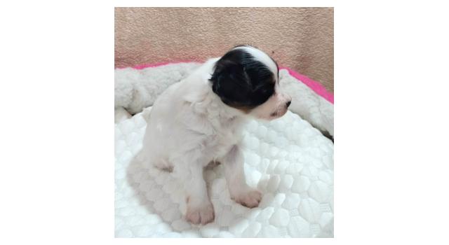 Щенки папийона (папильона) в питомнике Бон Плезир Щенки папийона (папильона) в питомнике Бон Плезир