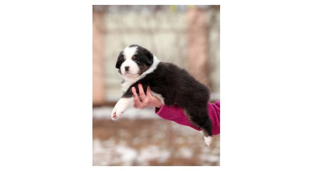 Щенки папийона (папильона) в питомнике Бон Плезир Щенки папийона (папильона) в питомнике Бон Плезир