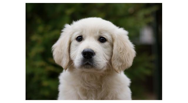 Щенки папийона (папильона) в питомнике Бон Плезир Щенки папийона (папильона) в питомнике Бон Плезир